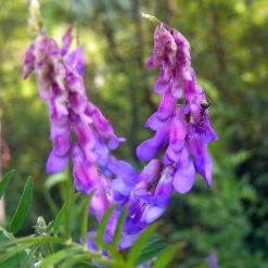 FuturePlanter Alle Pflanzen Im Shop Vogel-Wicke (Vicia Cracca)