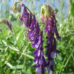 FuturePlanter Alle Pflanzen Im Shop Vogel-Wicke (Vicia Cracca)