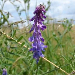FuturePlanter Alle Pflanzen Im Shop Vogel-Wicke (Vicia Cracca)