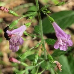 FuturePlanter Wald-Bergminze (Calamintha Menthifolia) Alle Pflanzen Im Shop 11 FuturePlanter Wald-Bergminze (Calamintha Menthifolia) Alle Pflanzen Im Shop