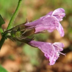 FuturePlanter Wald-Bergminze (Calamintha Menthifolia) Alle Pflanzen Im Shop 10 FuturePlanter Wald-Bergminze (Calamintha Menthifolia) Alle Pflanzen Im Shop