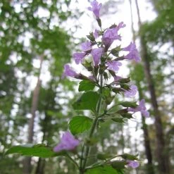FuturePlanter Wald-Bergminze (Calamintha Menthifolia) Alle Pflanzen Im Shop 14 FuturePlanter Wald-Bergminze (Calamintha Menthifolia) Alle Pflanzen Im Shop