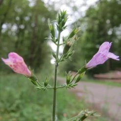 FuturePlanter Wald-Bergminze (Calamintha Menthifolia) Alle Pflanzen Im Shop 15 FuturePlanter Wald-Bergminze (Calamintha Menthifolia) Alle Pflanzen Im Shop