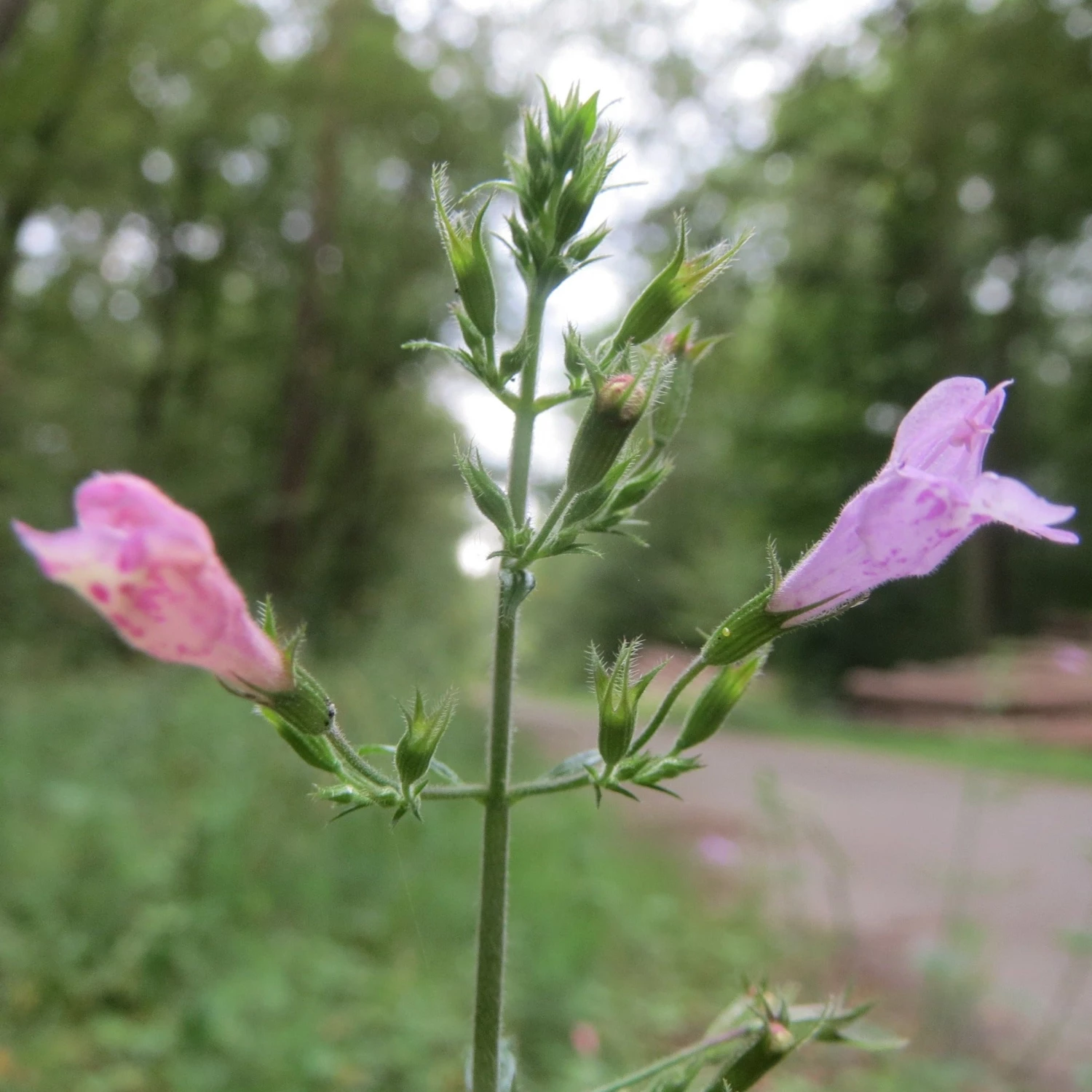 FuturePlanter Wald-Bergminze (Calamintha Menthifolia) Alle Pflanzen Im Shop 8 FuturePlanter Wald-Bergminze (Calamintha Menthifolia) Alle Pflanzen Im Shop