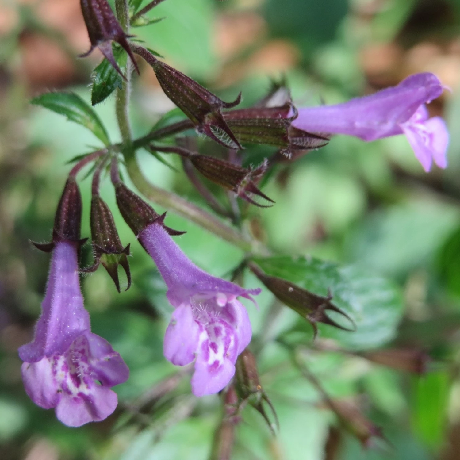 FuturePlanter Wald-Bergminze (Calamintha Menthifolia) Alle Pflanzen Im Shop 2 FuturePlanter Wald-Bergminze (Calamintha Menthifolia) Alle Pflanzen Im Shop
