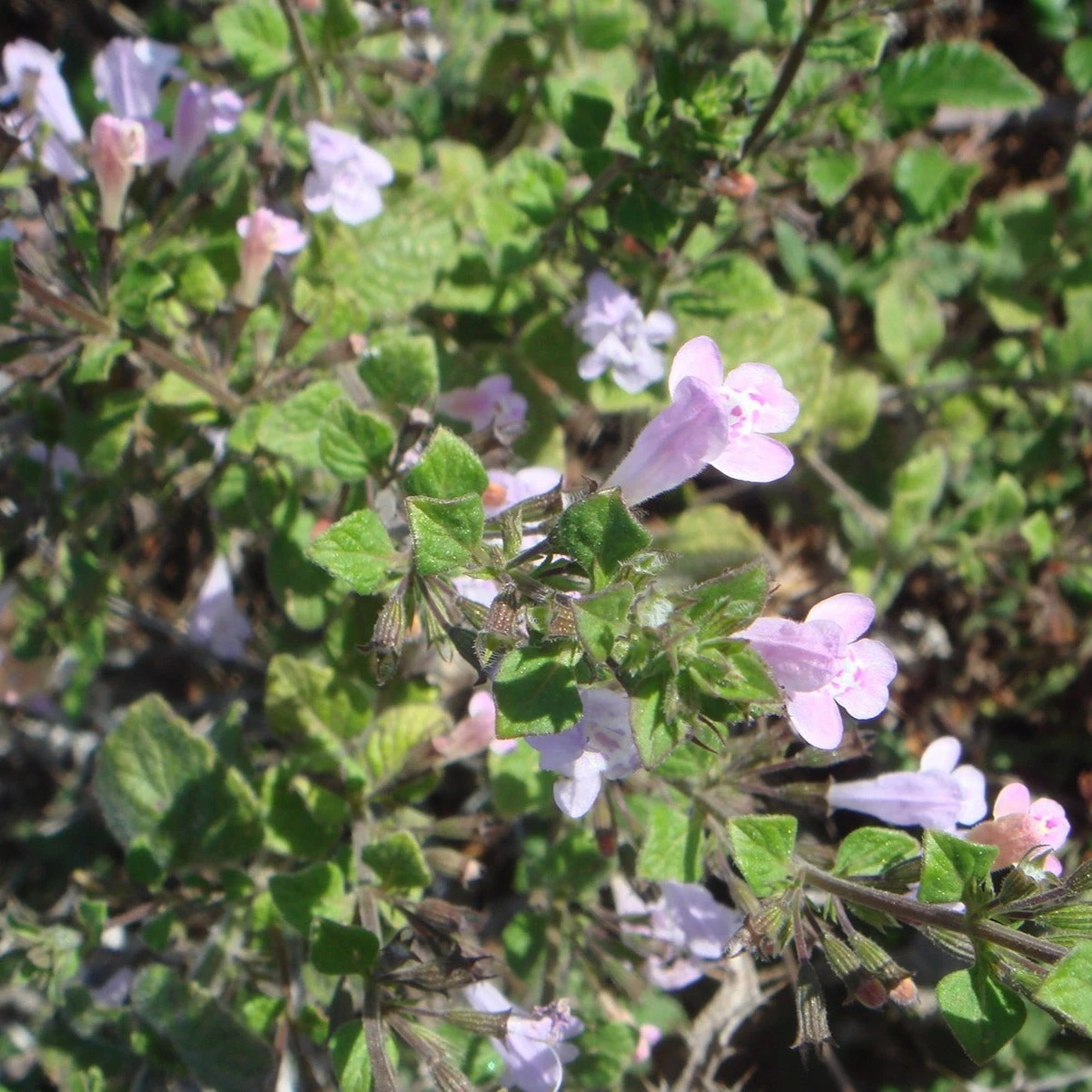 FuturePlanter Wald-Bergminze (Calamintha Menthifolia) Alle Pflanzen Im Shop 6 FuturePlanter Wald-Bergminze (Calamintha Menthifolia) Alle Pflanzen Im Shop