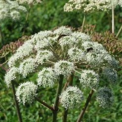 FuturePlanter Alle Pflanzen Im Shop Wald-Engelwurz (Angelica Sylvestris)