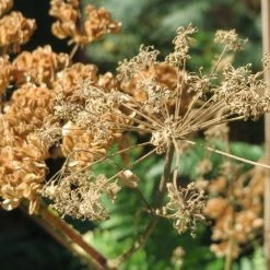 FuturePlanter Alle Pflanzen Im Shop Wald-Engelwurz (Angelica Sylvestris)
