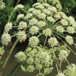 FuturePlanter Alle Pflanzen Im Shop Wald-Engelwurz (Angelica Sylvestris)