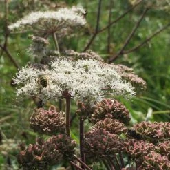 FuturePlanter Alle Pflanzen Im Shop Wald-Engelwurz (Angelica Sylvestris)