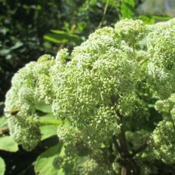 FuturePlanter Alle Pflanzen Im Shop Wald-Engelwurz (Angelica Sylvestris)