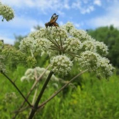 FuturePlanter Alle Pflanzen Im Shop Wald-Engelwurz (Angelica Sylvestris)