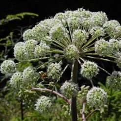 FuturePlanter Alle Pflanzen Im Shop Wald-Engelwurz (Angelica Sylvestris)