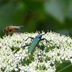 FuturePlanter Alle Pflanzen Im Shop Wald-Engelwurz (Angelica Sylvestris)