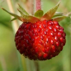 FuturePlanter Wald-Erdbeere (Fragaria Vesca)