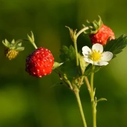 FuturePlanter Wald-Erdbeere (Fragaria Vesca)