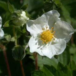 FuturePlanter Wald-Erdbeere (Fragaria Vesca)