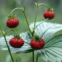 FuturePlanter Wald-Erdbeere (Fragaria Vesca)