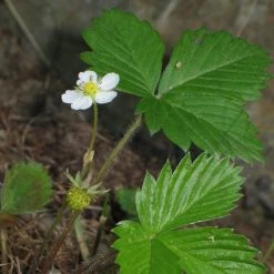 FuturePlanter Wald-Erdbeere (Fragaria Vesca)