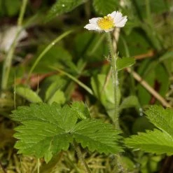 FuturePlanter Wald-Erdbeere (Fragaria Vesca)