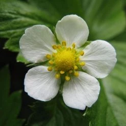 FuturePlanter Wald-Erdbeere (Fragaria Vesca)