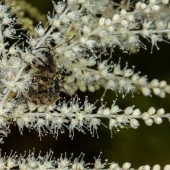 FuturePlanter Wald-Geissbart (Aruncus Dioicus) Alle Pflanzen Im Shop 11 FuturePlanter Wald-Geissbart (Aruncus Dioicus) Alle Pflanzen Im Shop