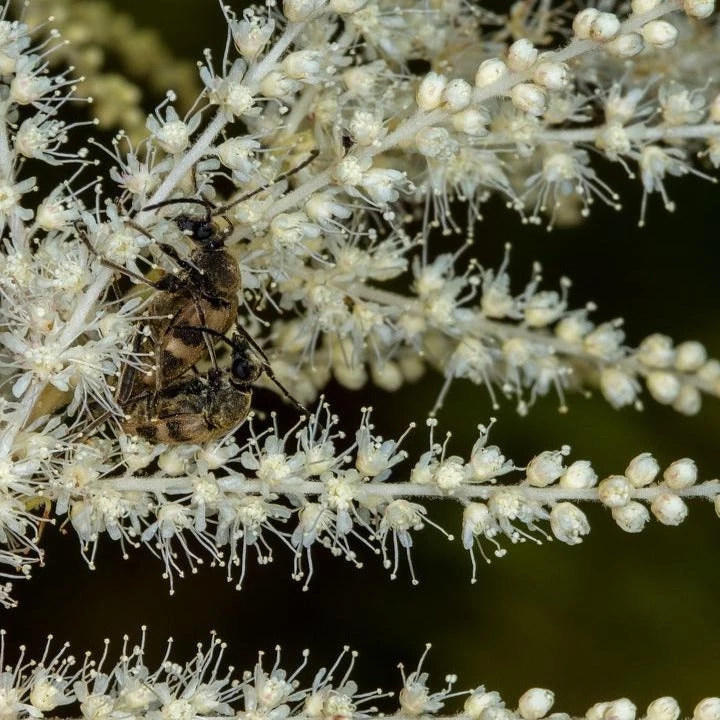 FuturePlanter Wald-Geissbart (Aruncus Dioicus) Alle Pflanzen Im Shop 4 FuturePlanter Wald-Geissbart (Aruncus Dioicus) Alle Pflanzen Im Shop