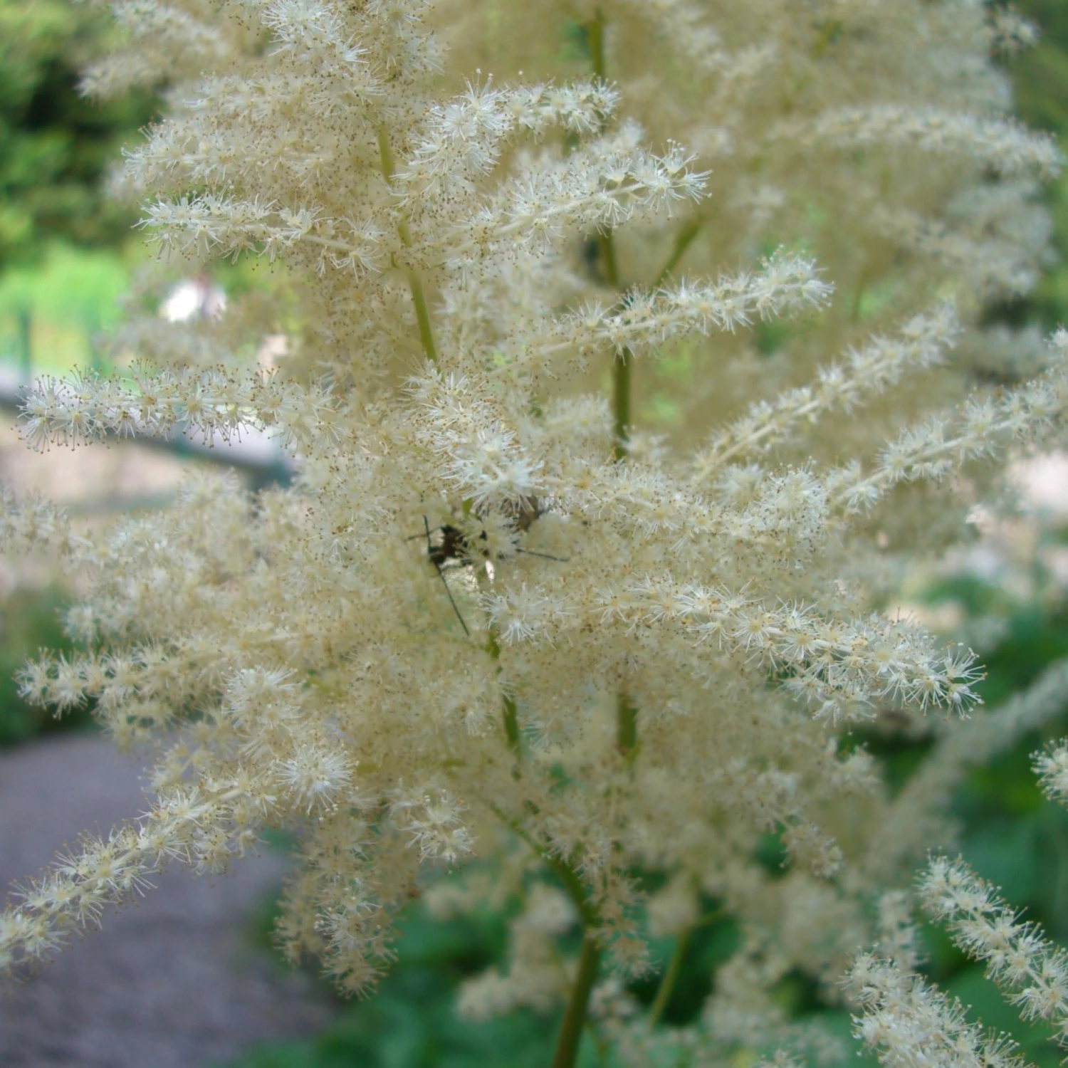 FuturePlanter Wald-Geissbart (Aruncus Dioicus) Alle Pflanzen Im Shop 2 FuturePlanter Wald-Geissbart (Aruncus Dioicus) Alle Pflanzen Im Shop
