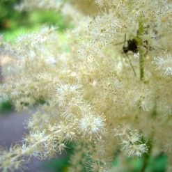 FuturePlanter Wald-Geissbart (Aruncus Dioicus) Alle Pflanzen Im Shop 10 FuturePlanter Wald-Geissbart (Aruncus Dioicus) Alle Pflanzen Im Shop
