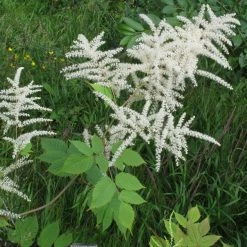 FuturePlanter Wald-Geissbart (Aruncus Dioicus) Alle Pflanzen Im Shop 12 FuturePlanter Wald-Geissbart (Aruncus Dioicus) Alle Pflanzen Im Shop