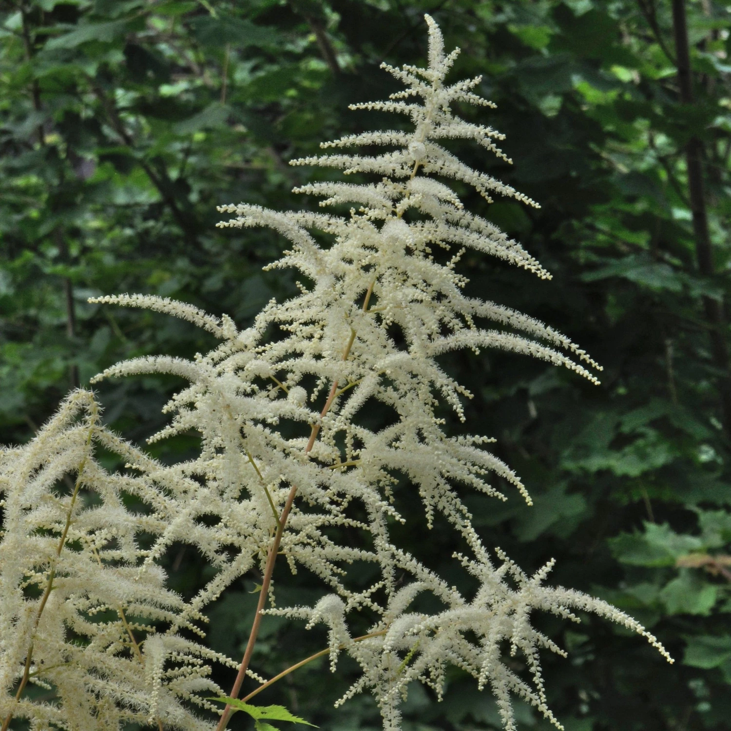 FuturePlanter Wald-Geissbart (Aruncus Dioicus) Alle Pflanzen Im Shop 7 FuturePlanter Wald-Geissbart (Aruncus Dioicus) Alle Pflanzen Im Shop