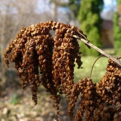 FuturePlanter Wald-Geissbart (Aruncus Dioicus) Alle Pflanzen Im Shop 15 FuturePlanter Wald-Geissbart (Aruncus Dioicus) Alle Pflanzen Im Shop