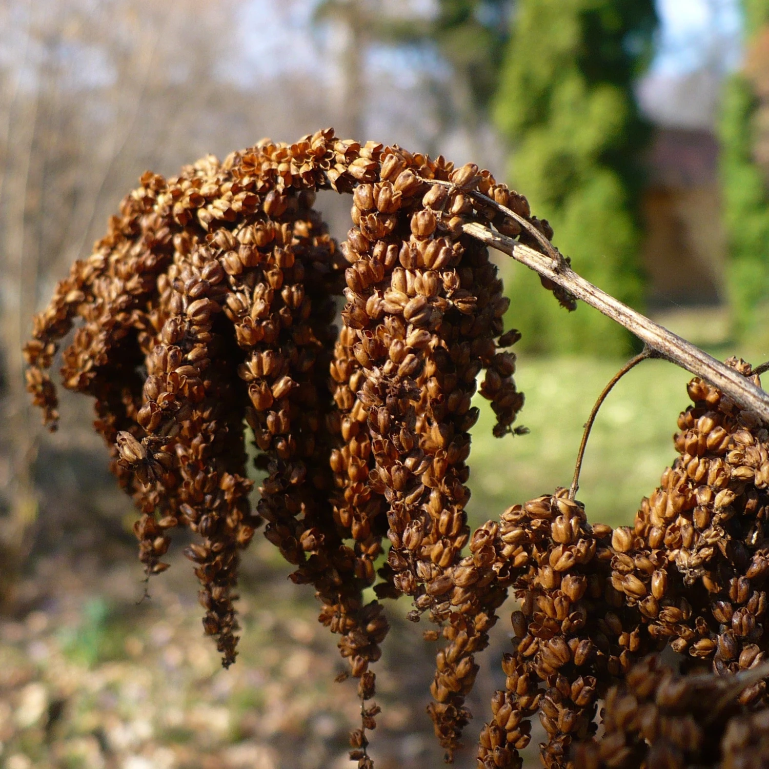 FuturePlanter Wald-Geissbart (Aruncus Dioicus) Alle Pflanzen Im Shop 8 FuturePlanter Wald-Geissbart (Aruncus Dioicus) Alle Pflanzen Im Shop