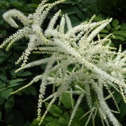 FuturePlanter Wald-Geissbart (Aruncus Dioicus) Alle Pflanzen Im Shop