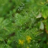 FuturePlanter Wald-Labkraut (Galium Sylvaticum)