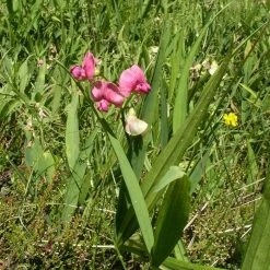 FuturePlanter Wald-Platterbse (Lathyrus Sylvestris) Alle Pflanzen Im Shop
