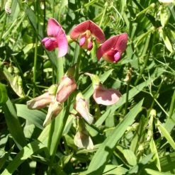 FuturePlanter Wald-Platterbse (Lathyrus Sylvestris) Alle Pflanzen Im Shop