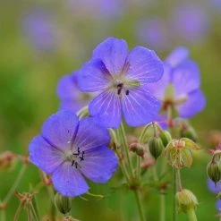 FuturePlanter Wald-Storchschnabel (Geranium Sylvaticum)