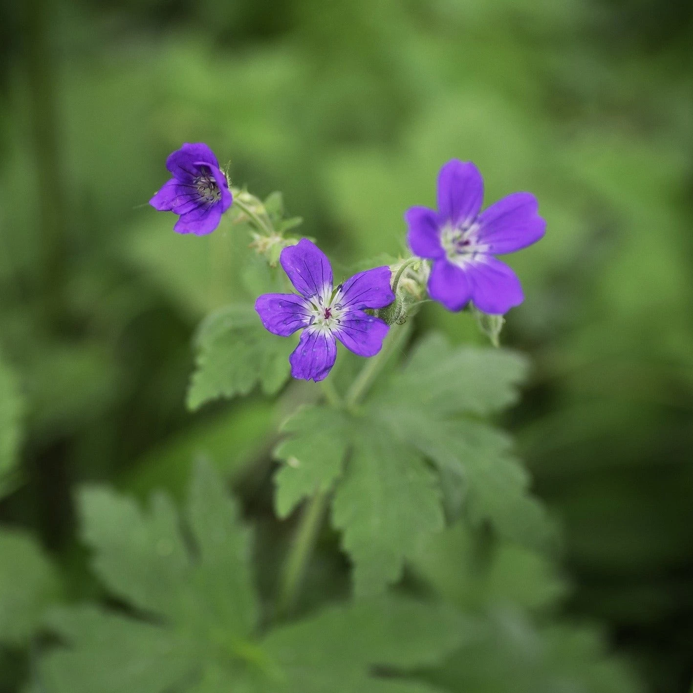 FuturePlanter Wald-Storchschnabel (Geranium Sylvaticum) 3 FuturePlanter Wald-Storchschnabel (Geranium Sylvaticum)