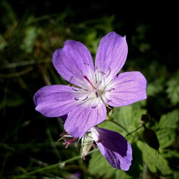 FuturePlanter Wald-Storchschnabel (Geranium Sylvaticum) 4 FuturePlanter Wald-Storchschnabel (Geranium Sylvaticum)
