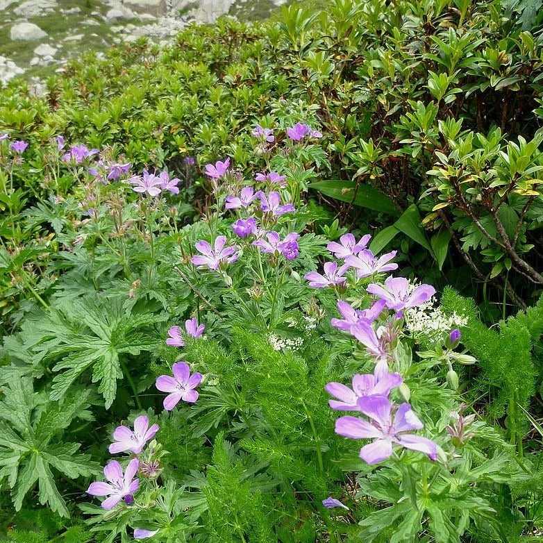 FuturePlanter Wald-Storchschnabel (Geranium Sylvaticum) 8 FuturePlanter Wald-Storchschnabel (Geranium Sylvaticum)