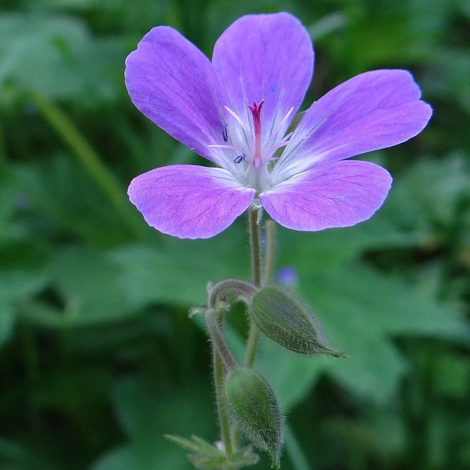 FuturePlanter Wald-Storchschnabel (Geranium Sylvaticum) 5 FuturePlanter Wald-Storchschnabel (Geranium Sylvaticum)