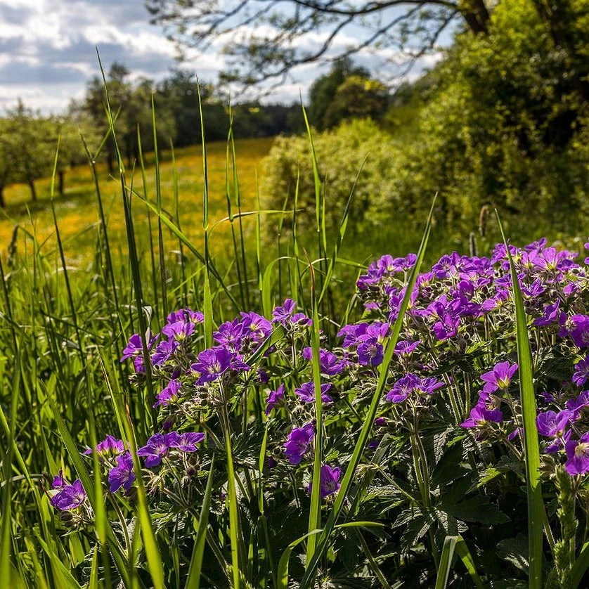 FuturePlanter Wald-Storchschnabel (Geranium Sylvaticum) 9 FuturePlanter Wald-Storchschnabel (Geranium Sylvaticum)