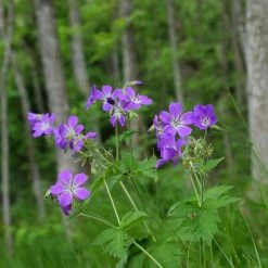FuturePlanter Wald-Storchschnabel (Geranium Sylvaticum) 19 FuturePlanter Wald-Storchschnabel (Geranium Sylvaticum)