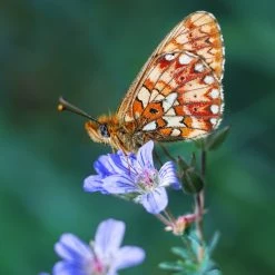 FuturePlanter Wald-Storchschnabel (Geranium Sylvaticum)