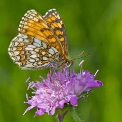 FuturePlanter Wald-Witwenblume (Knautia Dipsacifolia)