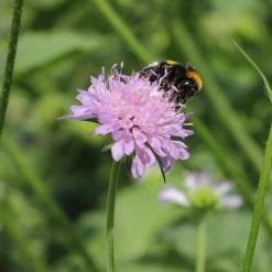 FuturePlanter Wald-Witwenblume (Knautia Dipsacifolia)
