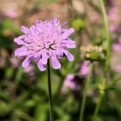 FuturePlanter Wald-Witwenblume (Knautia Dipsacifolia)