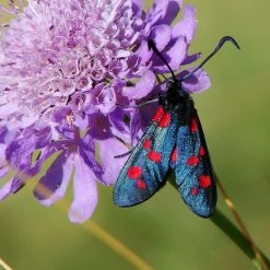 FuturePlanter Wald-Witwenblume (Knautia Dipsacifolia)
