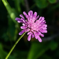 FuturePlanter Wald-Witwenblume (Knautia Dipsacifolia)
